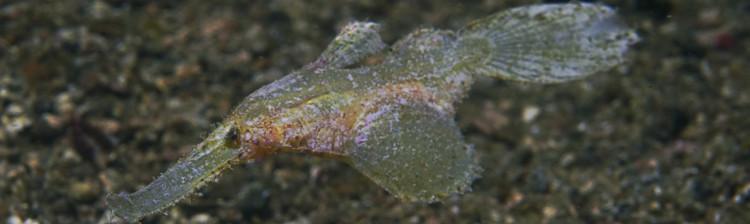 Minuni din Triunghiul Coralilor | ep. 4