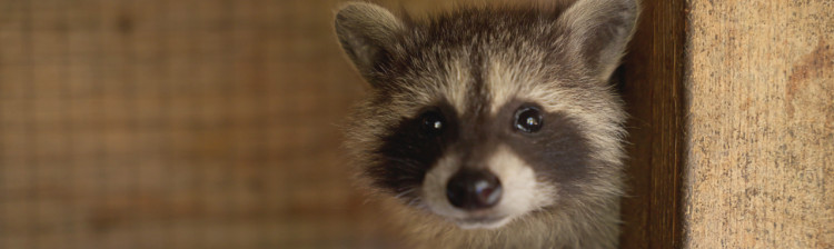 Redați sălbăticiei | s3 ep. 3