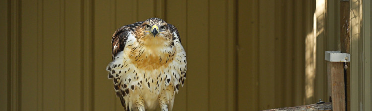 Redați sălbăticiei | s3 ep. 4