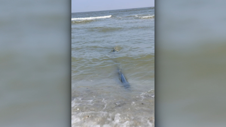 Buzoianu, despre țevile ilegale care deversează apă netratată direct în Marea Neagră: Toate autoritățile competente vor face controale