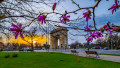 copaci infloriti si arcul de triumf din bucurești