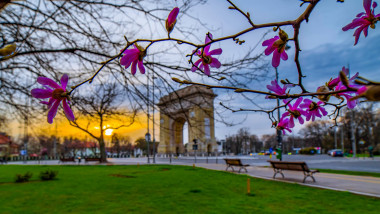 copaci infloriti si arcul de triumf din bucurești