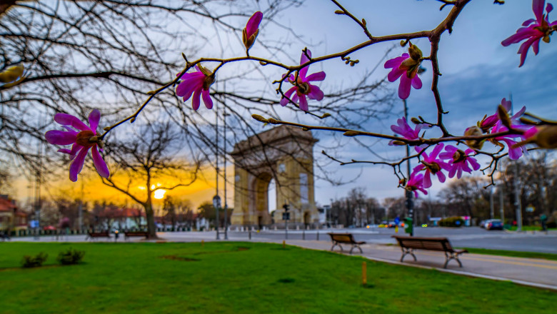 copaci infloriti si arcul de triumf din bucurești