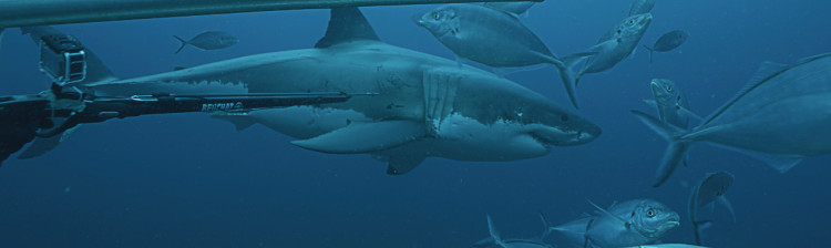 Autostrada rechinilor | ep. 3