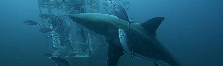 Autostrada rechinilor | ep. 5