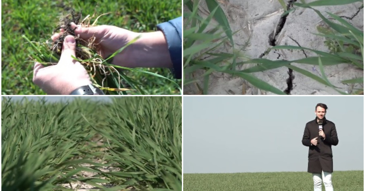 Risc de secetă în vestul și centrul țării, ploi absente în Banat de două săptămâni. Risc de secetă în vestul și centrul țării, ploi absente în Banat de două săptămâni.