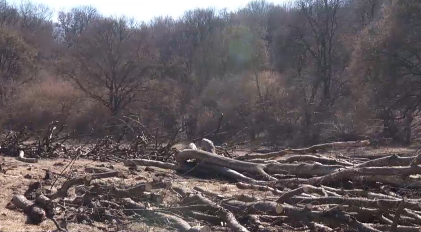 Interese imobiliare: Hectare întregi din pădurea Hoia-Baciu de lângă Cluj-Napoca, tăiate „la ras”, cu mult peste ce prevede legea