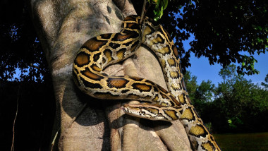 Burmese python