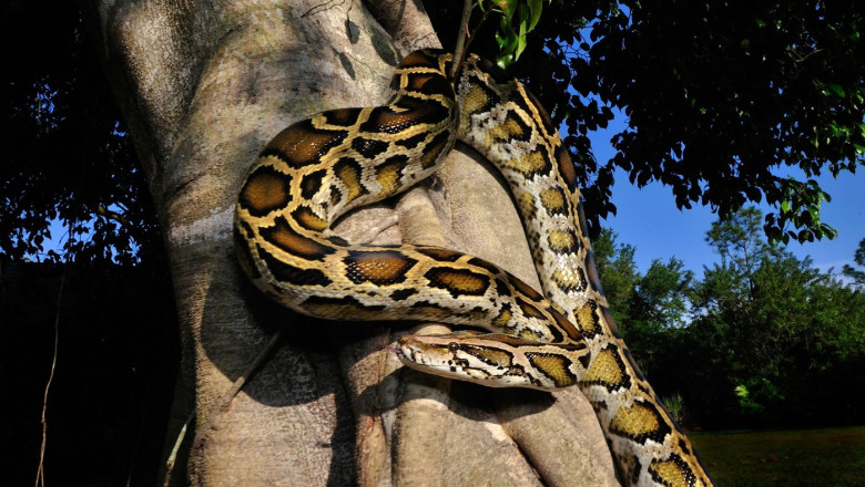 Burmese python