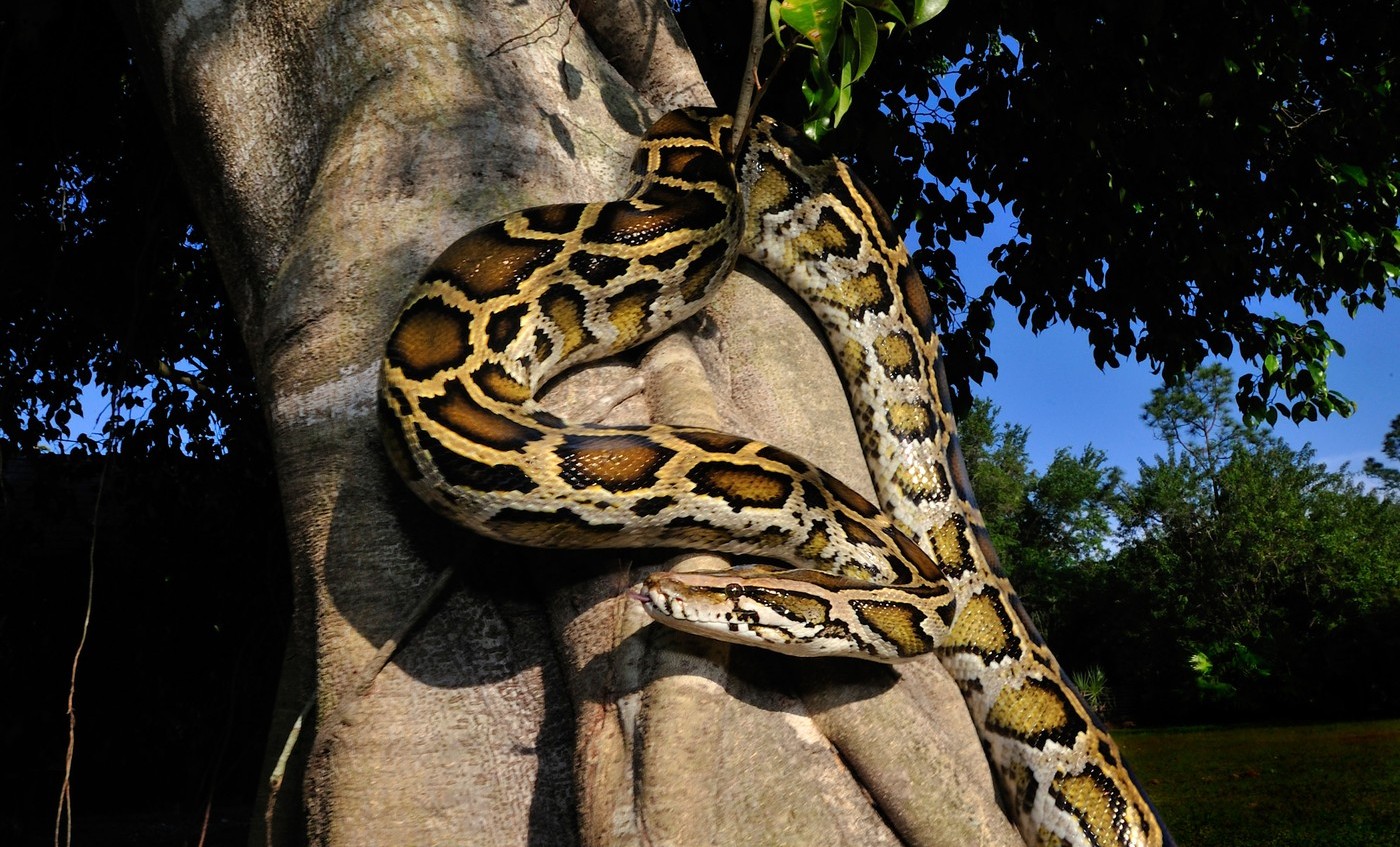 O moleculă din sângele pitonilor taie pofta de mâncare și ar putea revoluționa medicamentele pentru slăbit