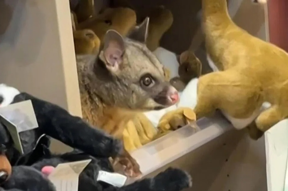 Oposum surprins „deghizat” în jucărie într-un aeroport din Tasmania