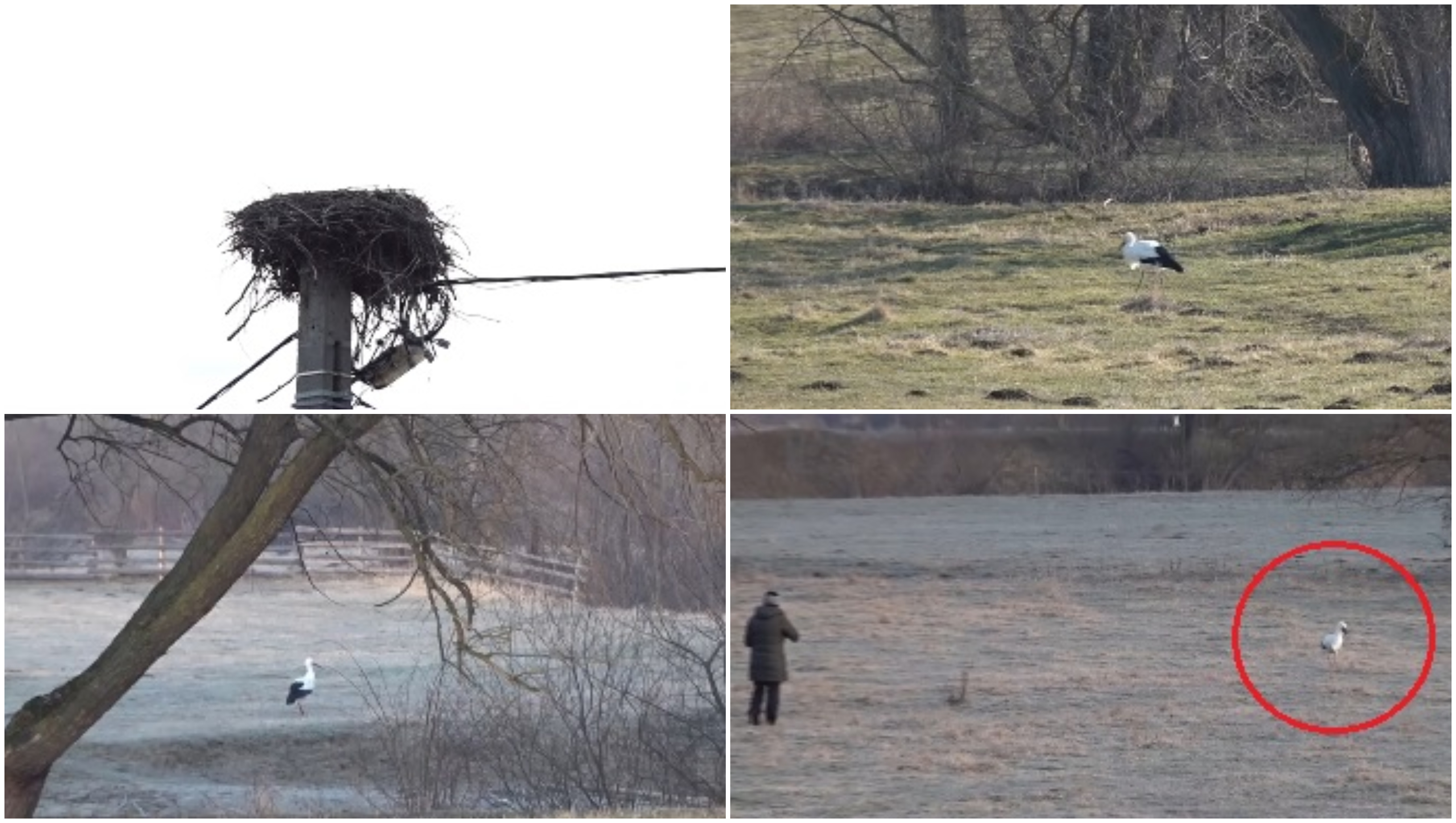 Povestea lui Gobi, barza care și-a petrecut iarna într-un sat din județul Covasna. Localnicii au adoptat-o: „Parcă am un copil”