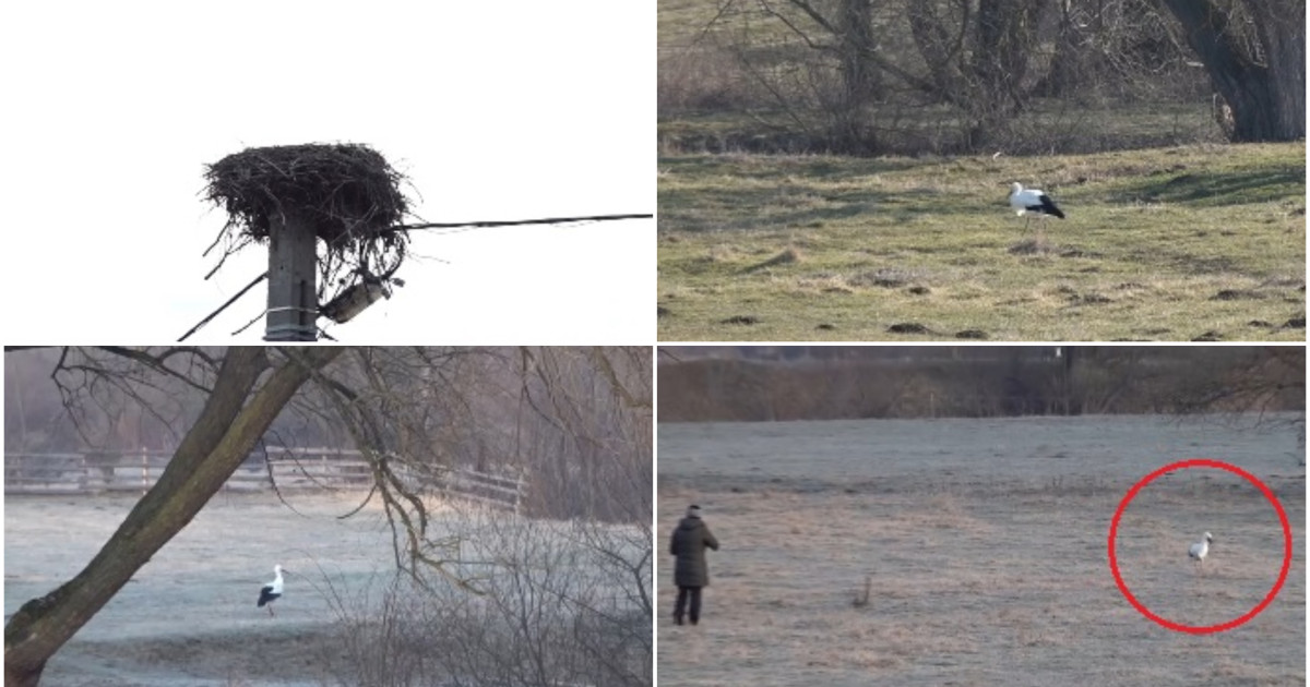 Gobi, barza care a găsit acasă într-un sat din Covasna