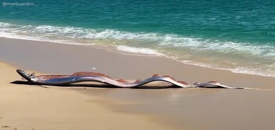 „Peștii apocalipsei”, descoperiți pe o plajă mexicană: de ce li s-a dat acest nume