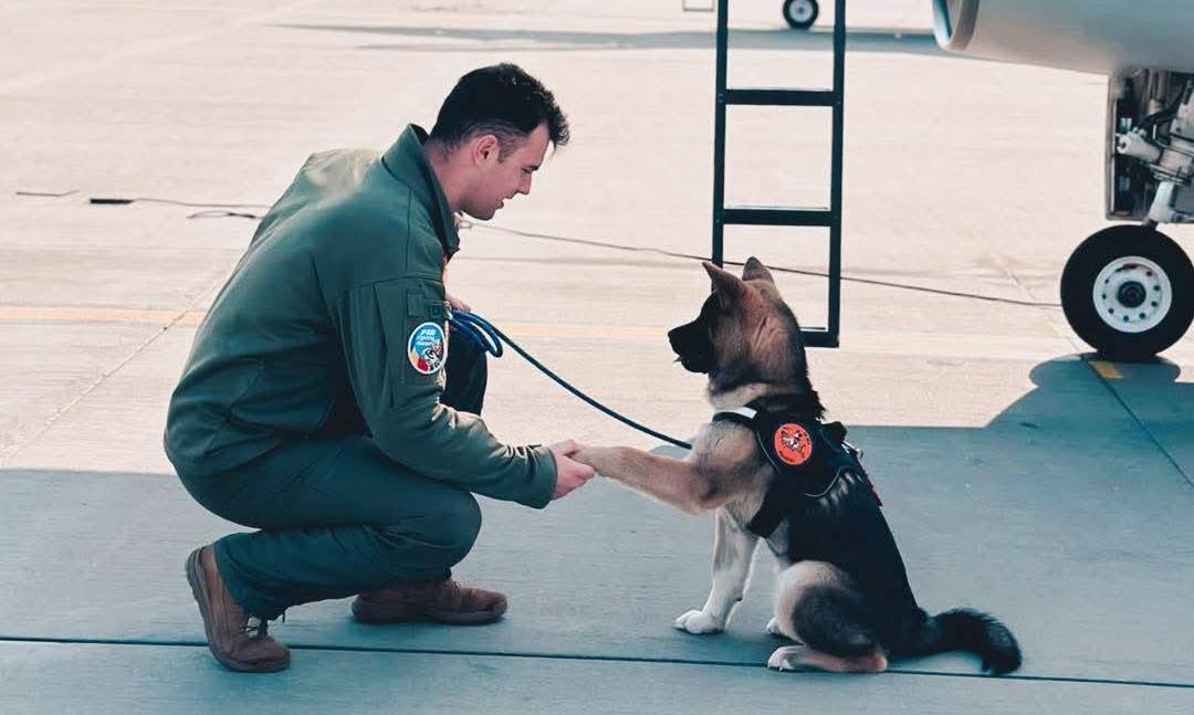 Un pilot român de avioane de vânătoare F-16 a murit după ce a încercat să salveze un câine căzut într-un bazin cu apă