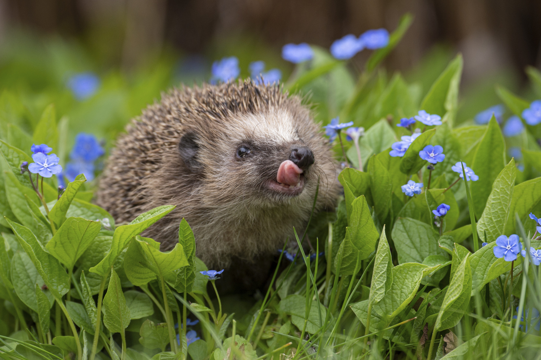 Rezultate surprinzătoare după ce oamenii de știință au măsurat auzul ariciului european