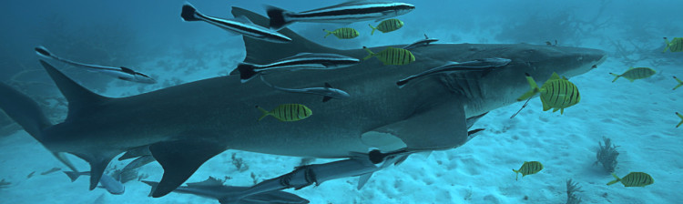 Autostrada rechinilor | ep. 1