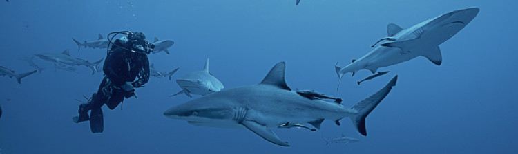 Autostrada rechinilor | ep. 2