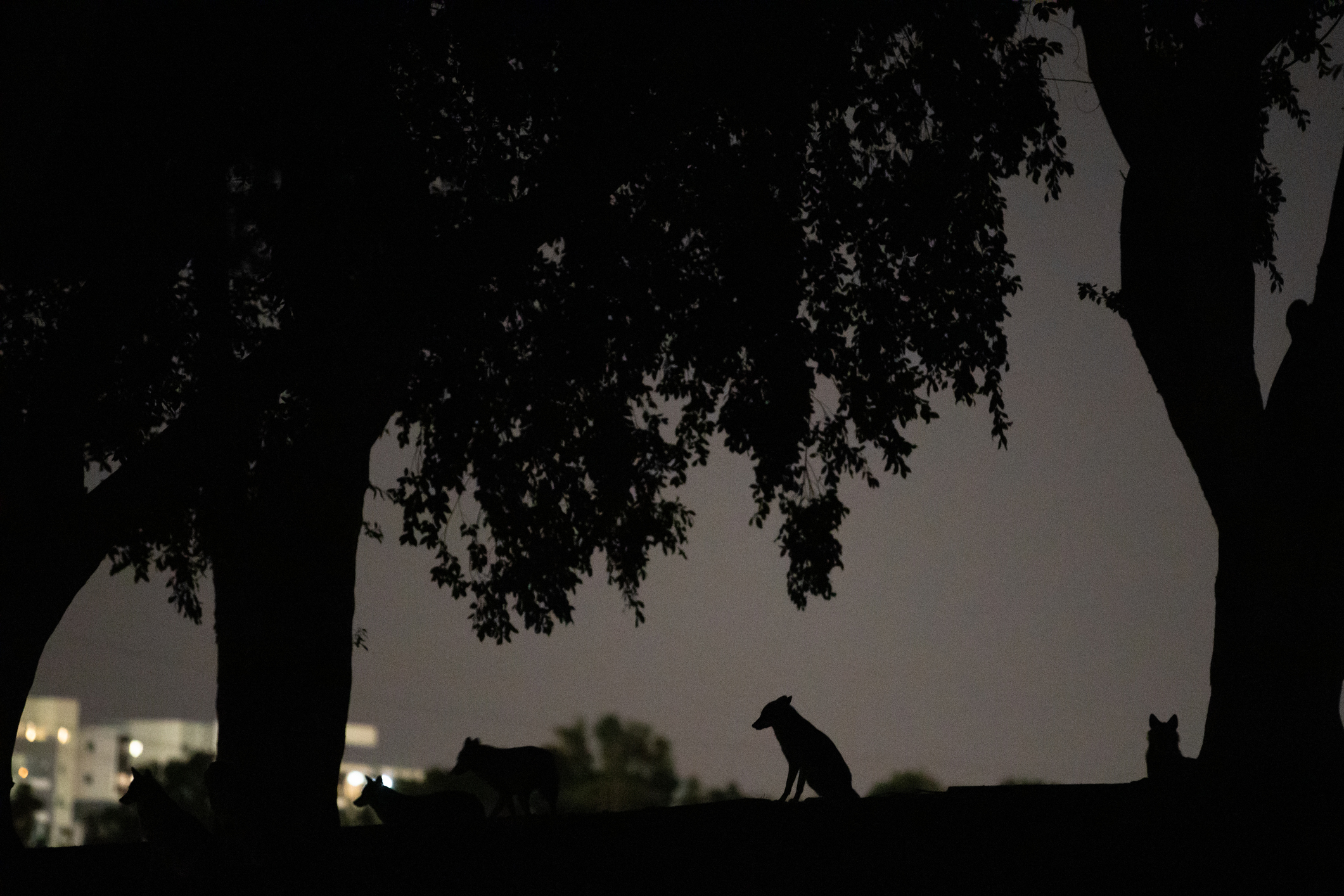 Alertă într-un mare oraș din vestul țării: șacalii seamănă teroare zi și noapte. Localnicii sunt revoltați: „Nu mi se pare normal”