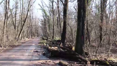 arbori taiati dintr-o padure