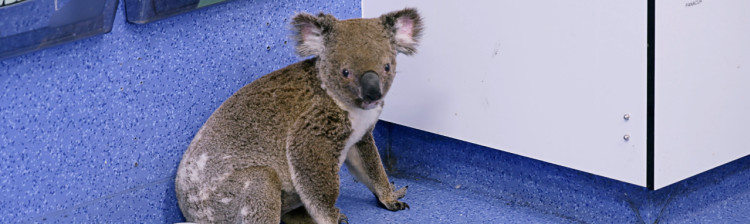 Camera de gardă a sălbăticiei | s3 ep. 1