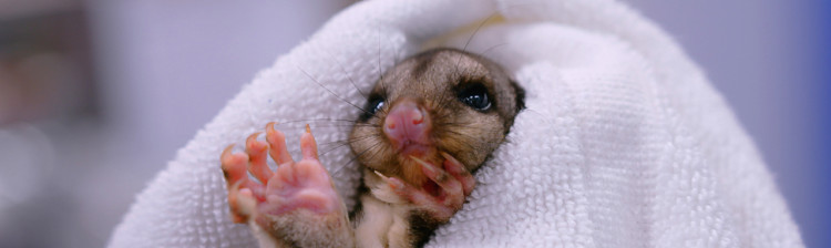 Camera de gardă a sălbăticiei | s3 ep. 3