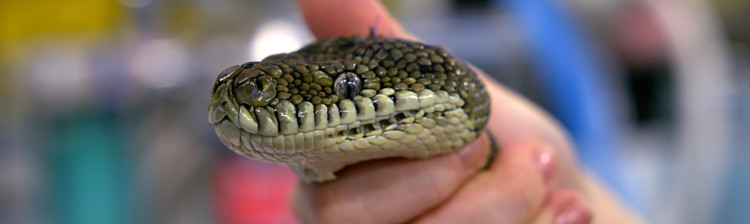 Camera de gardă a sălbăticiei | s3 ep. 4