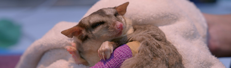 Camera de gardă a sălbăticiei | s3 ep. 5