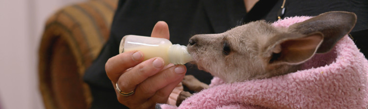 Camera de gardă a sălbăticiei | s3 ep. 5