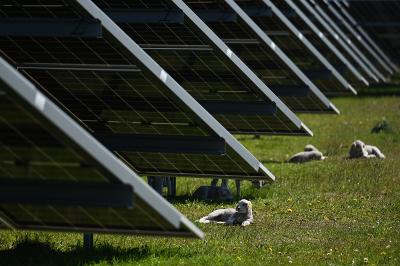 panouri solare ferma solara panouri fotovoltaicemiei animale iarba