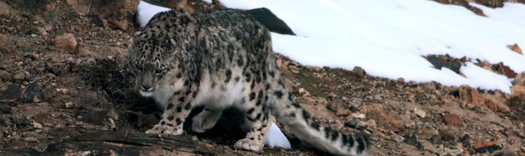 Leoparzii zǎpezilor | ep. 2