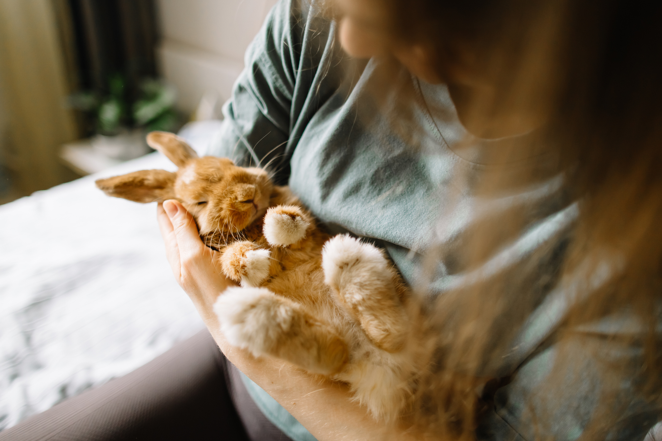 „Nu sunt jucării”. Iepurași cumpărați de Paște, abandonați apoi în parcuri sau la gunoi. Apelul asociațiilor de protecție a animalelor