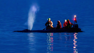 Whale stranded on the Baltic Sea coast - rescue underway