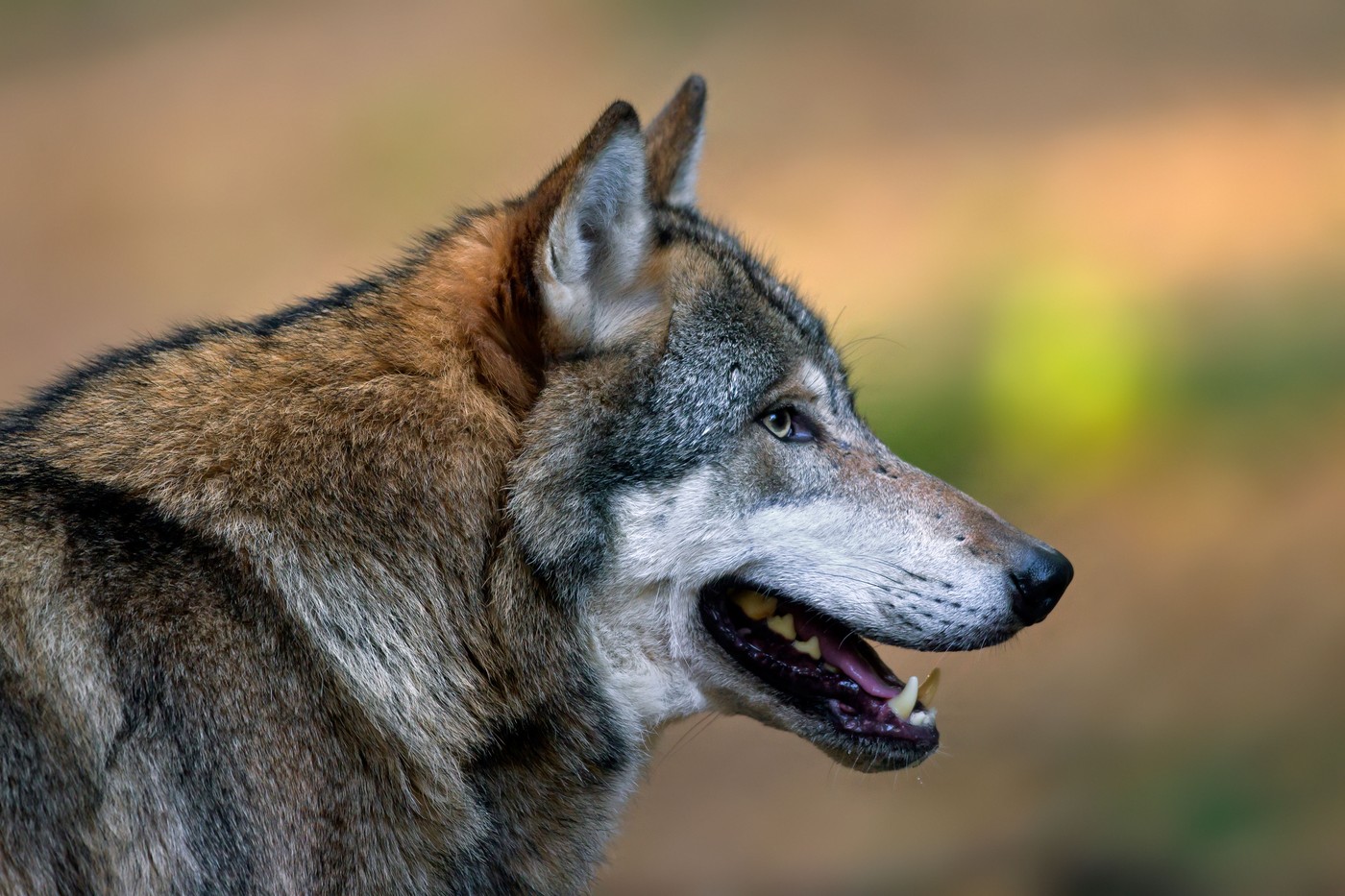 Femeie mușcată de lup într-o zonă comercială din Hamburg. Este primul astfel de atac de la revenirea lupilor în Germania