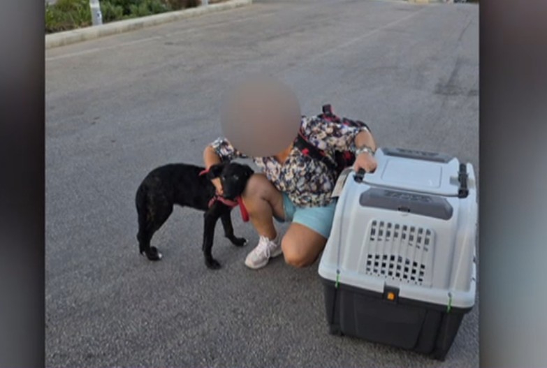 Ce s-a întâmplat cu Caelya, cățelușa bătută cu bestialitate pe o stradă din București. Agresorul a fost condamnat la închisoare