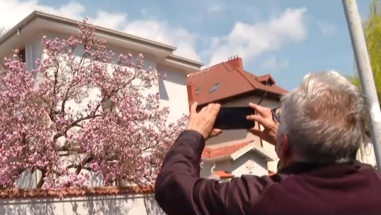 Magnoliile înflorite i-au încântat pe bucureșteni FOTO Captură Video / Digi24
