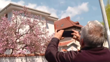 Magnoliile înflorite i-au încântat pe bucureșteni FOTO Captură Video / Digi24