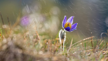 ploaie, primavara, floare