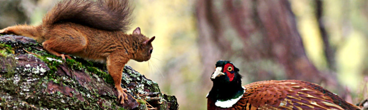 Scoția: Un an sălbatic | ep. 3