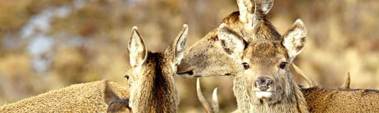 Scoția: Un an sălbatic | ep. 4