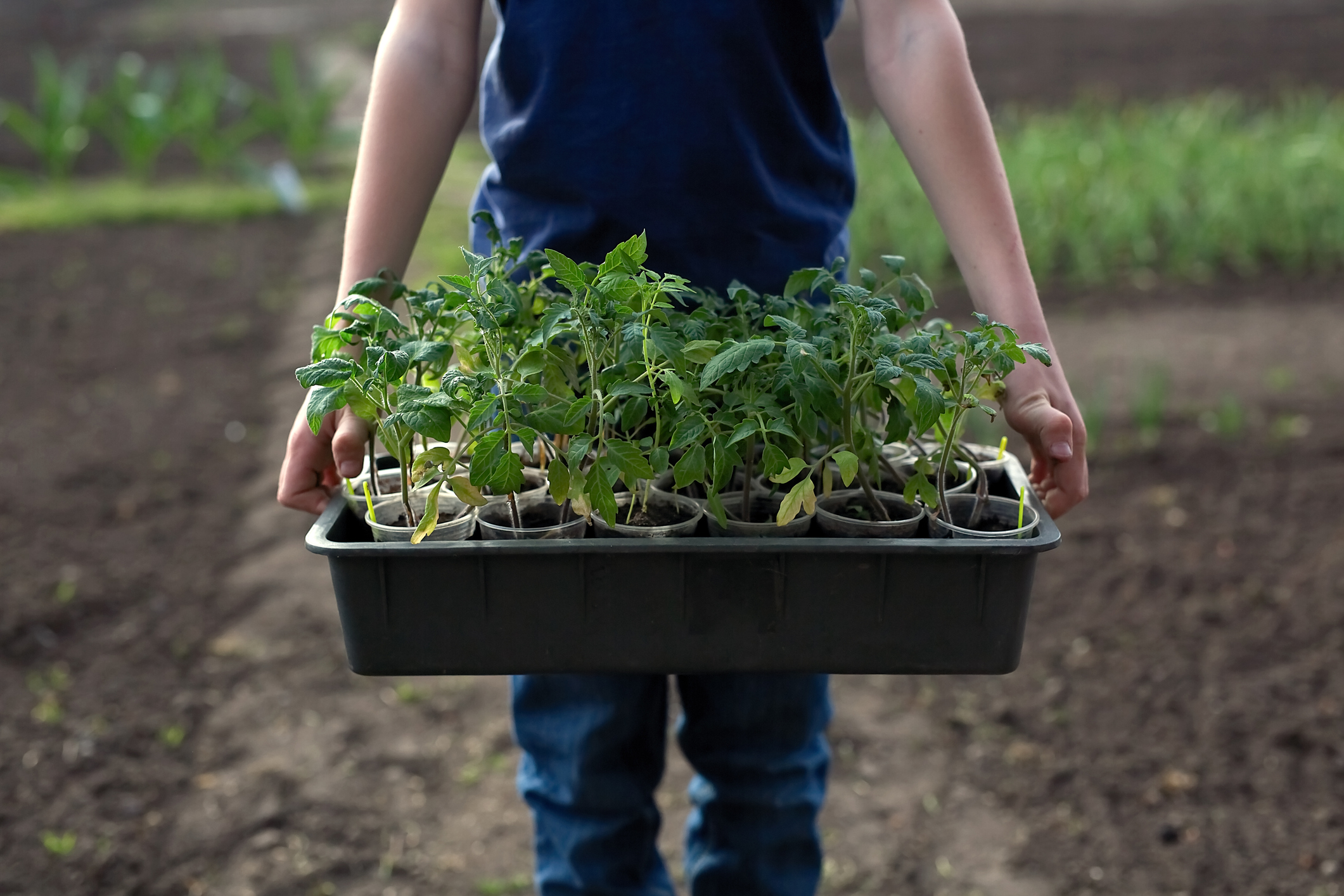 Răsadurile de roșii, la mare căutare în această perioadă. Care sunt soiurile-vedetă printre legumicultori: „Nu le muncești degeaba”