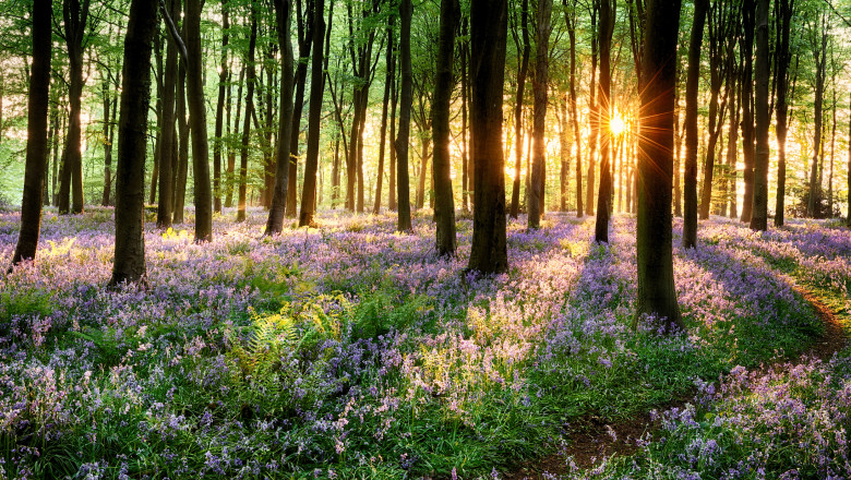 padure primavara, cu flori si soare printre copaaci