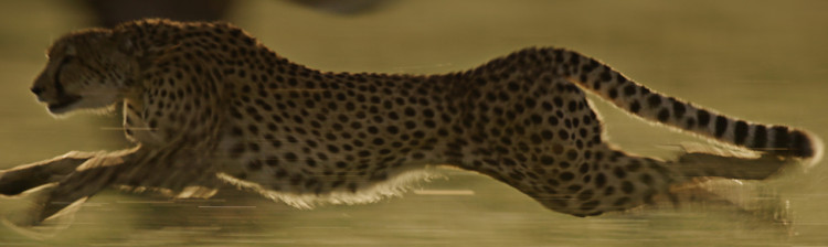 Feline mari într-o lume mică | ep. 2