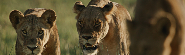 Feline mari într-o lume mică | ep. 1