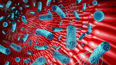 Microbiome in the gut concept as bacteria flora inside an intestine as a digestion symbol inside the intestinal tract.