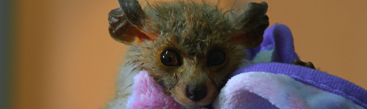 În ajutorul sǎlbǎticiei: Malawi | s2 ep. 2