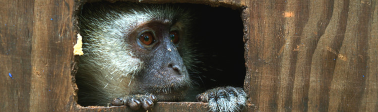 În ajutorul sǎlbǎticiei: Malawi | s2 ep. 3