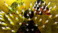 arme nucleare razboi atomic nuclear