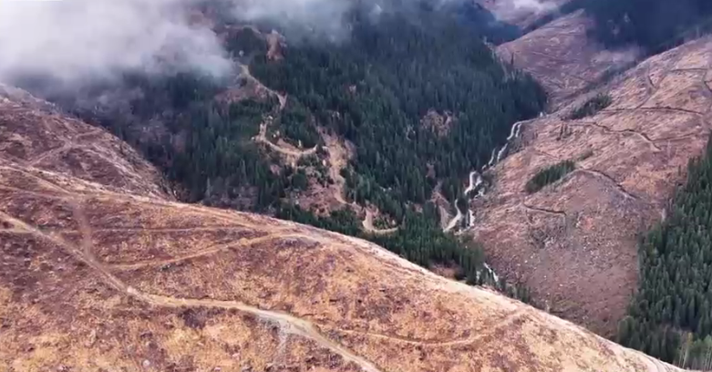 În România, mafia lemnului prosperă: Majoritatea dosarelor penale sunt clasate sau se dispune încetarea urmăririi penale