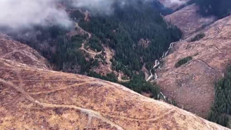 defrisari padure arbori taiati